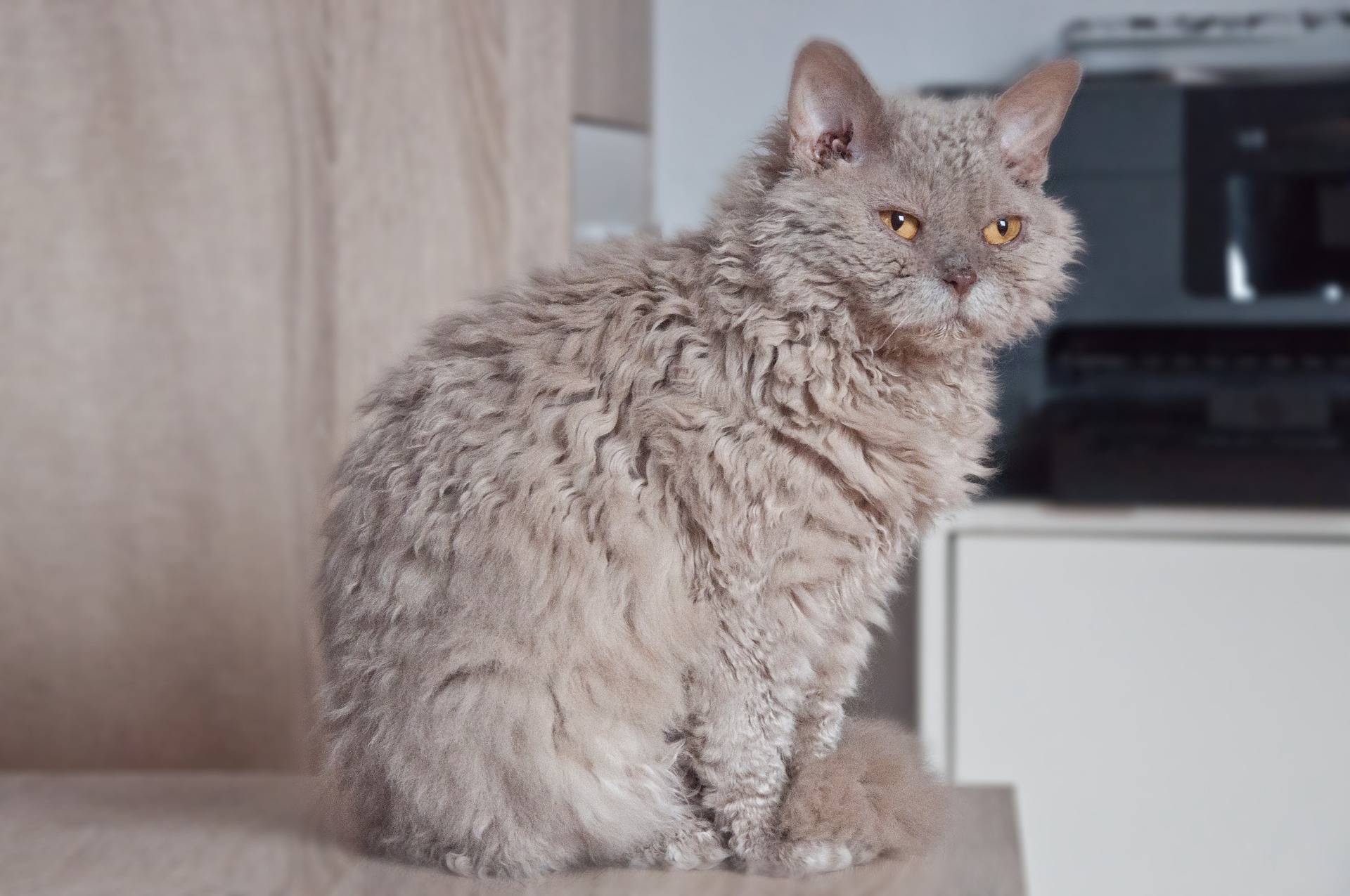 Il gatto Selkirk Rex ha persino i baffi ricci.